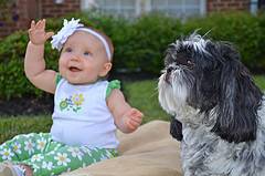Kleine Hunde sind nicht zwangsläufig die idealen Familienhunde. |Foto: ©David amsler - flickr.com
