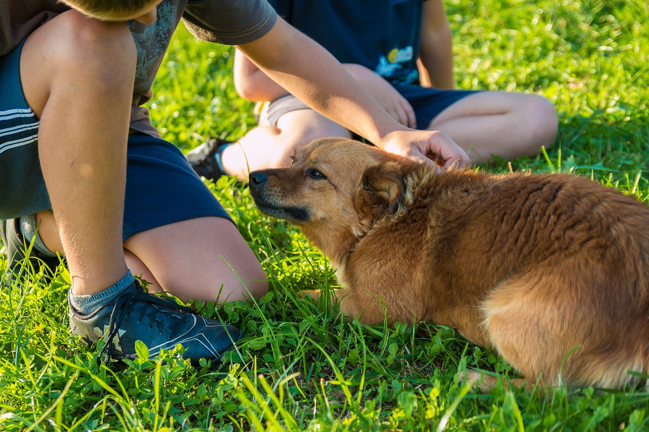 Brenzlige Situationen kann es immer geben. Dieser Hund könnte sich beispielsweise eingeengt fühlen. |Foto ©jarmoluk - pixabay.com