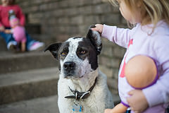 Familienhunde brauchen eine hohe Toleranzschwelle. | Foto ©Donnle Ray Jones - flickr.com