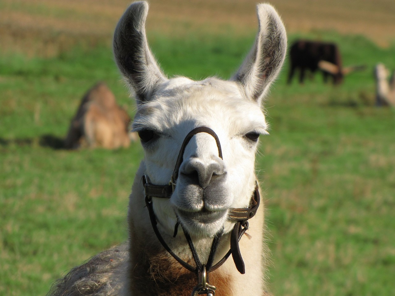 Lamas werden mittlerweile auch bei uns als Nutztiere gehalten. |Foto: ©PublicDomainPictures/pixabay 