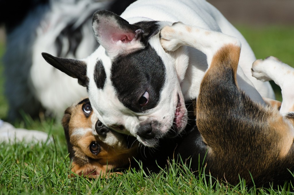 Französische Bulldoggen spielen und raufen sehr körperbetont, jedoch immer freundlich. | Foto: ©825545 - pixabay.com