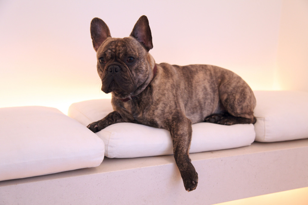 Französische Bulldoggen sind - anders als ihr Ruf lautet - keine Couchpotatoes. |Foto: Nicolas de Camaret - flickr.com