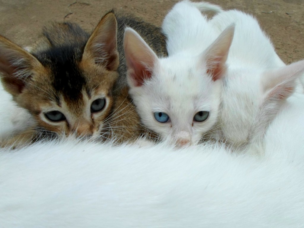 Die Fütterung der Mutterkatze hat natürlich auch Einfluss auf ihre Kitten. | Foto: Neville Kingston - pixabay.com
