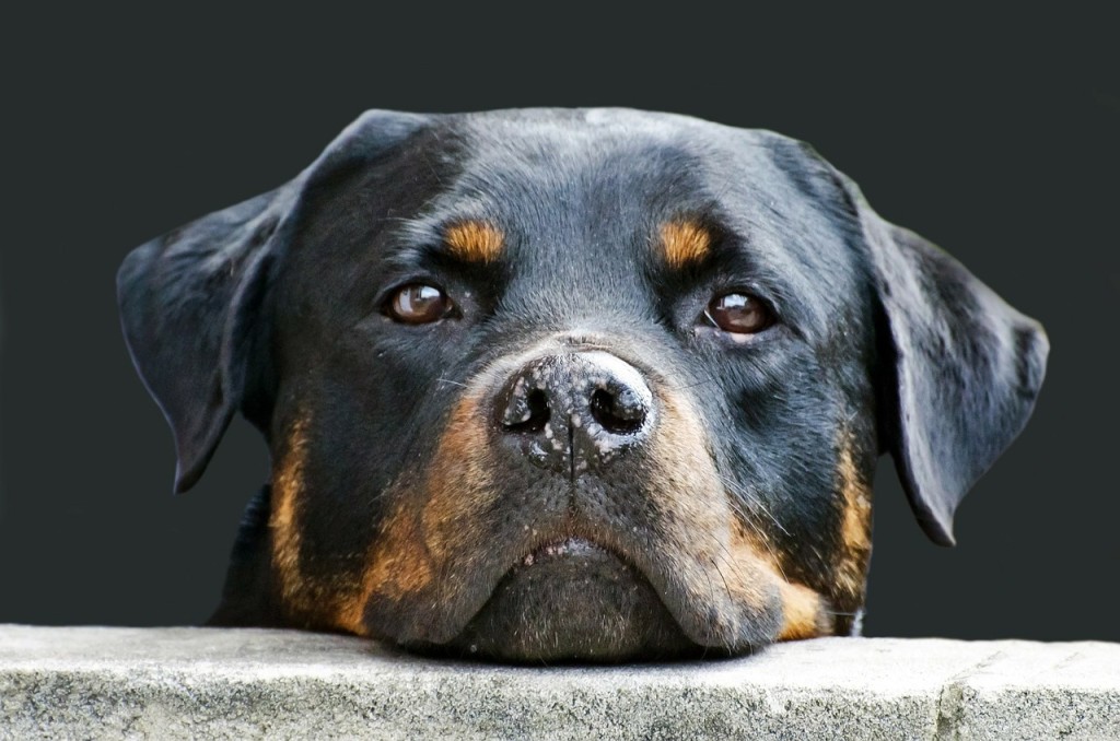 Rottweiler gelten nicht in jedem Bundesland als Listenhund. | Foto: 18053 - Pixabay.com