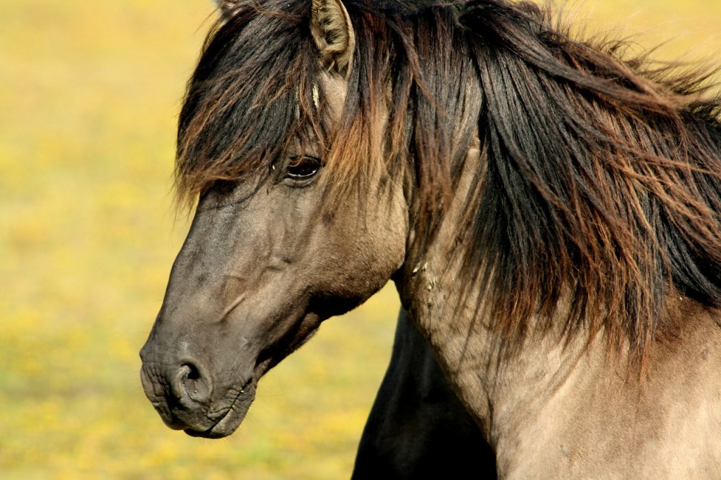 Eine artgerechte Pferdehaltung kann Hufrehen vorbeugen. | Foto: ©Guillermoleconde - pixabay.com