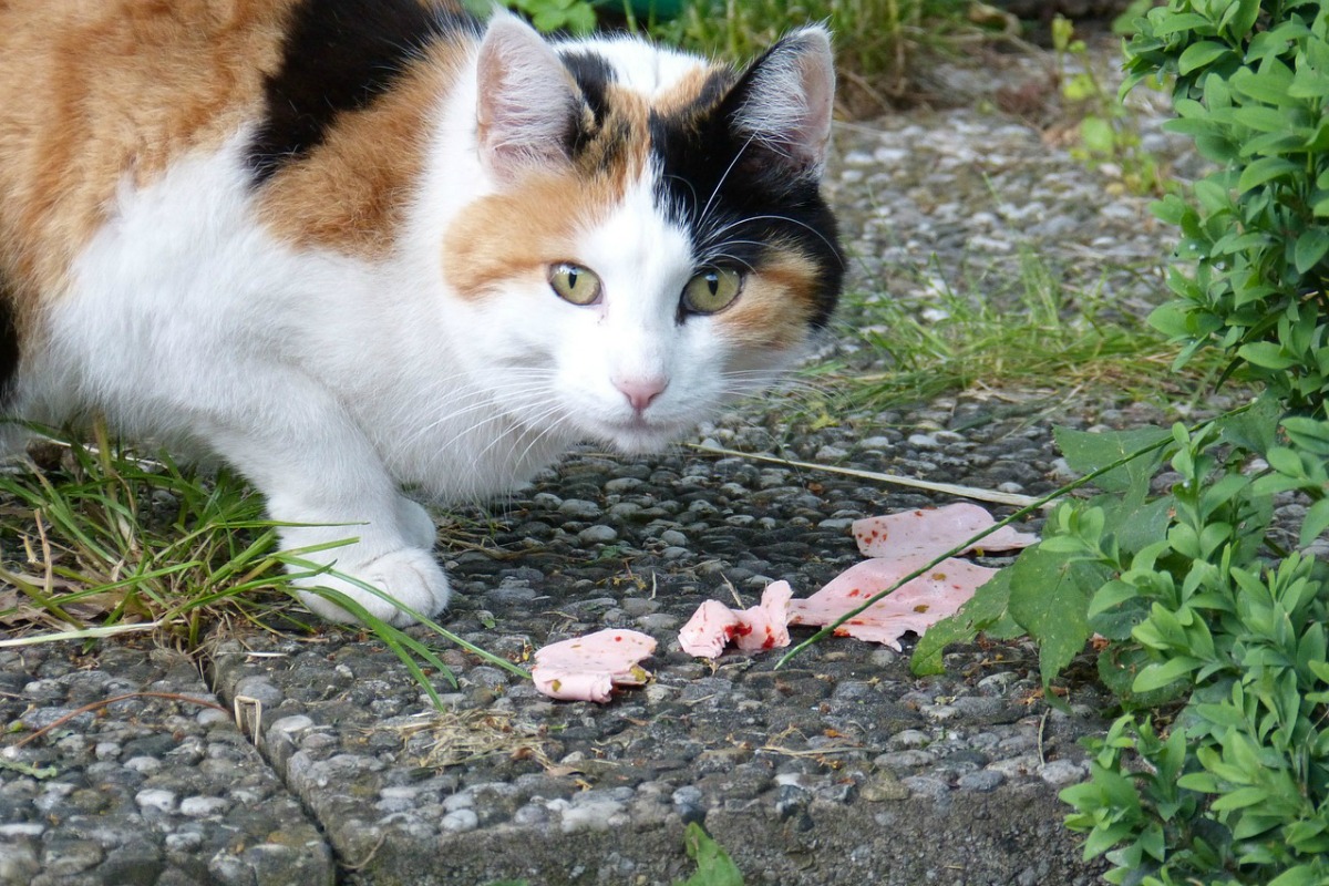 "Das soll ich essen?", scheint diese Katze zu fragen. |Foto: ©alsen - pixabay.com