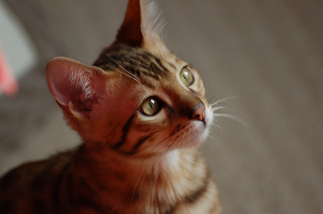 So ein Bengal-Kitten von einem seriösen Züchter kann manchmal mmit mehr als 1.200 Euro zu Buche schlagen. Foto: Roberto Shabs - flickr.com